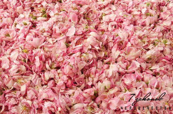 Любовь. Самое чистое проявление души.