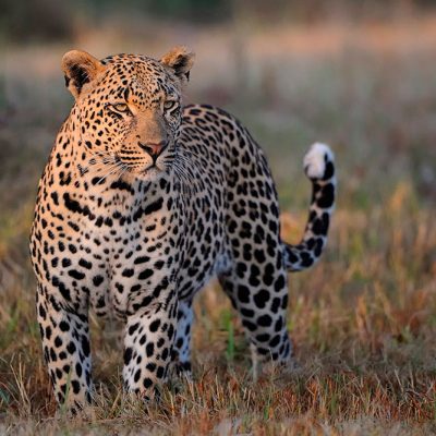 У каких животных можно научиться и чему?