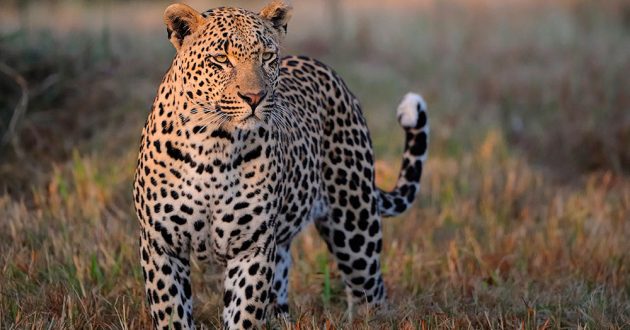 У каких животных можно научиться и чему?