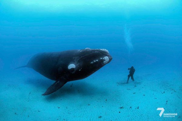 Каков еврейский взгляд на Книгу Ионы?